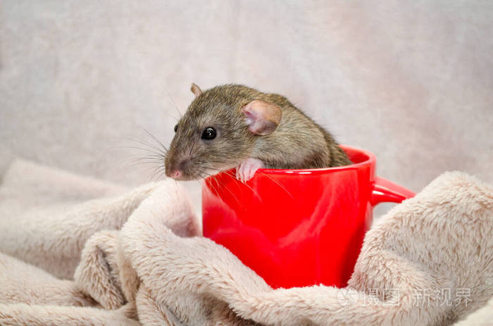 一只长着有趣耳朵的小老鼠坐在红色的杯子里,上面是浅绒毛织物,象征着