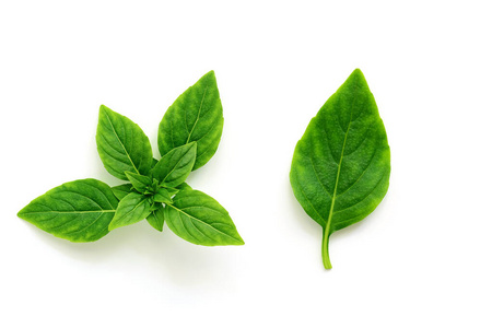 龙血树新叶子图白底罗勒的新鲜叶子和小枝,孤立的.俯视图,平放照片