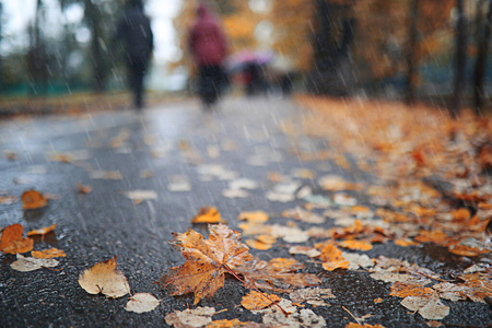 秋天下雨的清晨图片图片