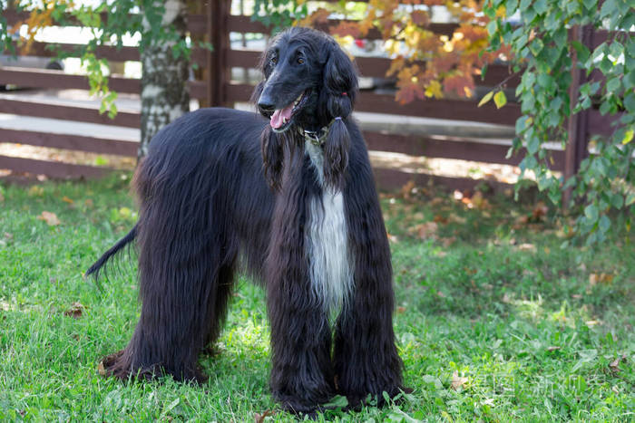可爱的阿富汗猎犬站在秋天公园的绿草上东方灰狗或波斯灰狗宠物动物