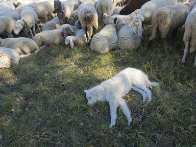 maremmano abruzzese白色牧羊犬在羊群的簇拥下睡觉照片