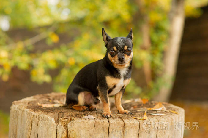 吉娃娃坐在长椅上漂亮的棕色吉娃娃狗站着面对镜头
