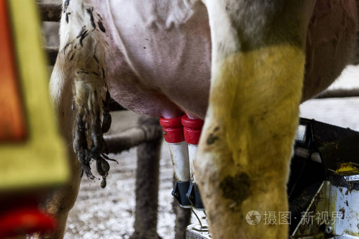 奶牛 农事 农场 牛奶 农田 大牧场 国家 农业 牛肉 兽群