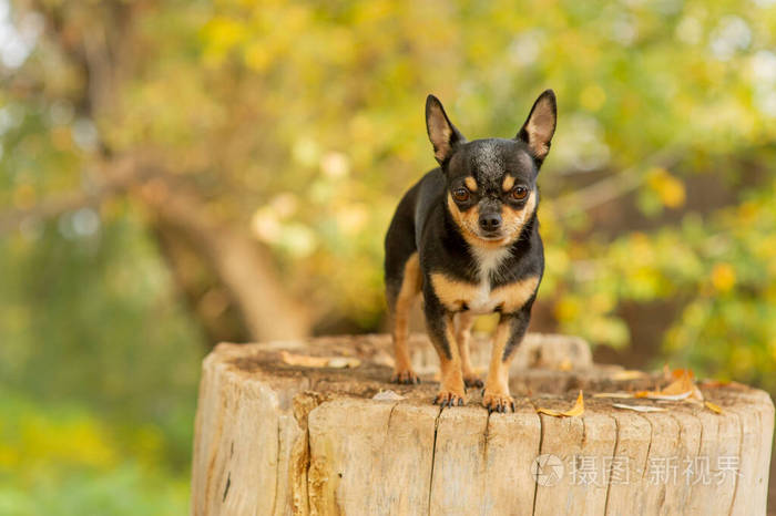 吉娃娃坐在长椅上漂亮的棕色吉娃娃狗站着面对镜头