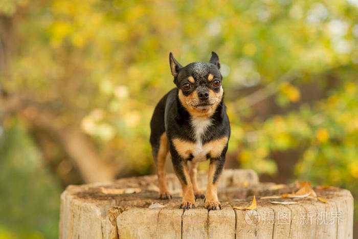 吉娃娃坐在长椅上漂亮的棕色吉娃娃狗站着面对镜头