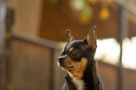 漂亮的棕色吉娃娃狗站着面对镜头.照片