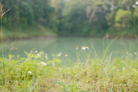 池塘湖边的白色草花图片