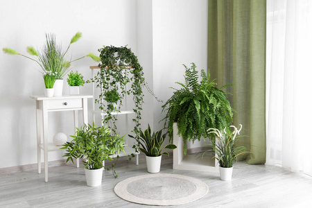 现代室内绿化室内植物照片