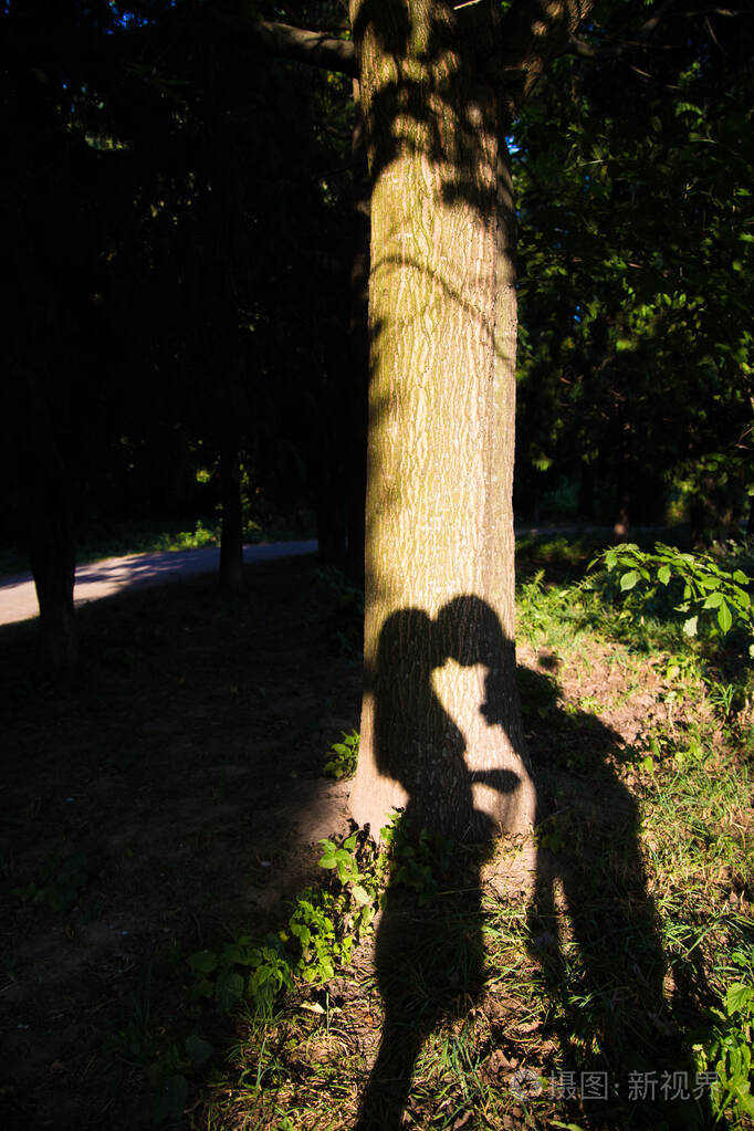 树上的影子美丽的情侣接吻