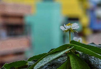 花洒细节图图片