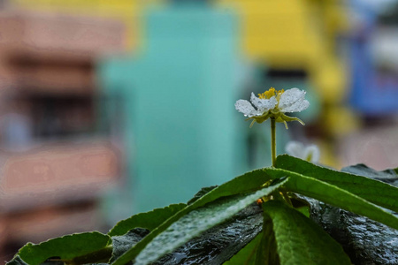 白花洒水图图片