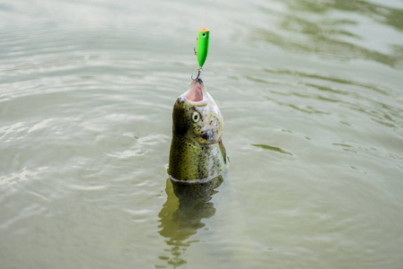 爱好和体育活动.飞钓鳟鱼.休闲娱乐.鳟鱼饵.抓鱼.落入陷阱.
