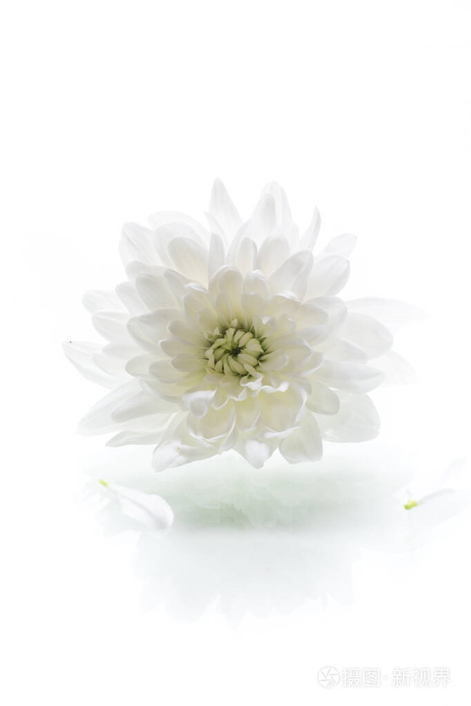 一朵白色的菊花孤立在白色的上面