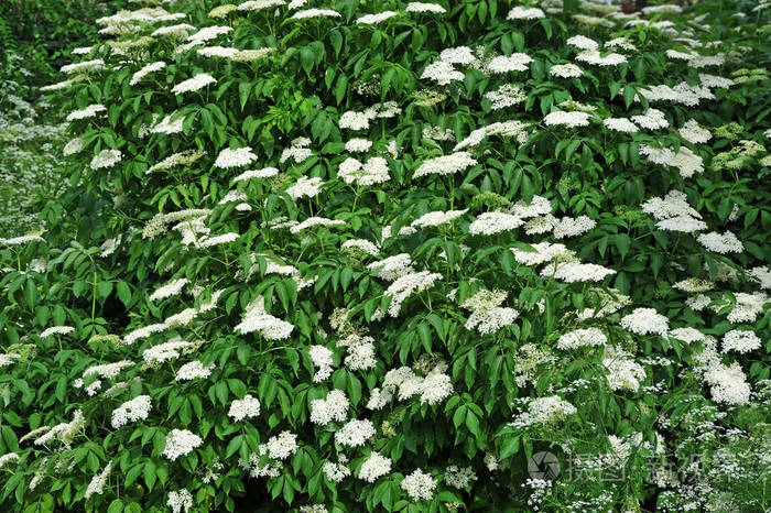 白接骨木花