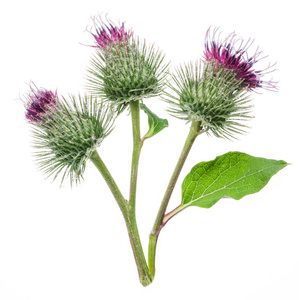 白色背景上孤立的牛蒡花多刺的头状花序.照片