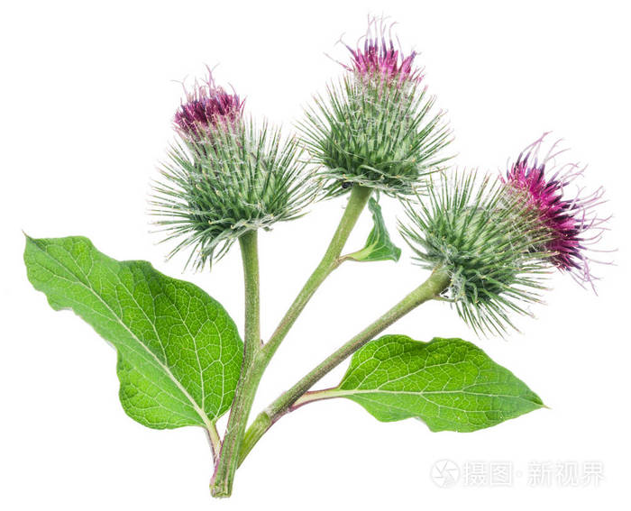 白色背景上孤立的牛蒡花多刺的头状花序 照片 正版商用图片2pchbk 摄图新视界 白色背景上孤立的牛蒡花多刺的头状花序 照片 正版商用图片2pchbk 摄图新视界