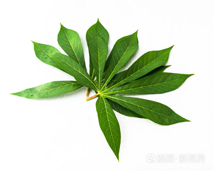 顶视图木薯或木薯叶堆孤立的白色