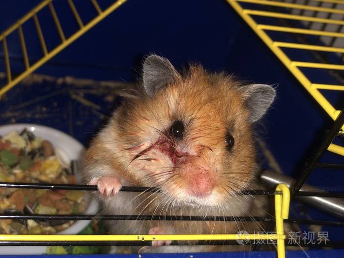 受伤的啮齿动物直视眼睛.房子里有一只棕色的大仓鼠.家鼠脸上的血迹.