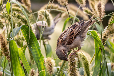 褐色的种子秋天,公园里一只灰褐色的麻雀在吃尖苔草的种子照片
