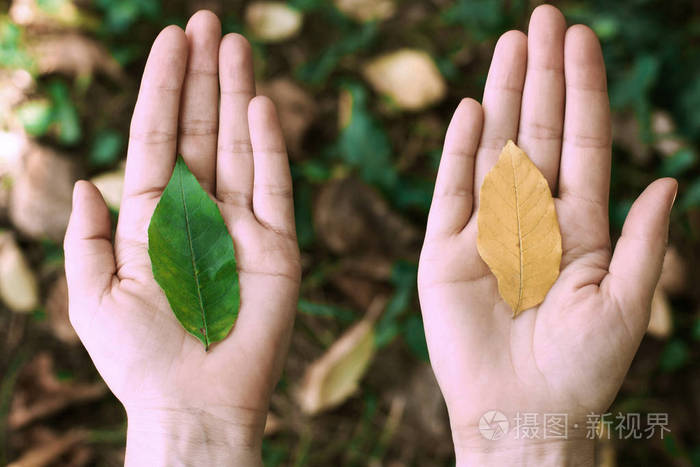 手拿树叶掌心自然保护理念环境