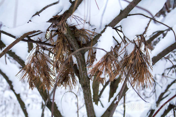 小枝带刺的松树躺在覆盖着雪的灌木丛中