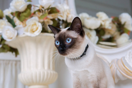 蓝眼睛的母猫湄公河短尾猫,脖子上戴着宝石插画