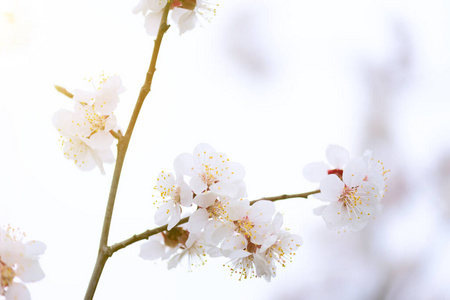 四月白樱花的宏观照片图片