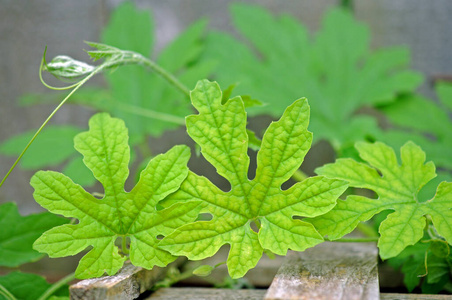 减少一半切苦甜瓜泡椒苦瓜.树叶和藤蔓在花园里的脆香树上苦瓜