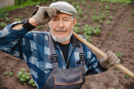 在菜园里挥舞着锄头的老大爷在土豆地里除草照片
