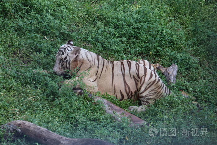 这是一张非常罕见的野生白色照片老虎白色虎视眈眈俯卧大白虎躺在草地