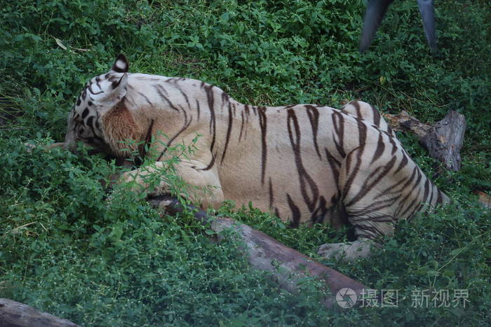 这是一张非常罕见的野生白色照片老虎白色虎视眈眈俯卧大白虎躺在草地