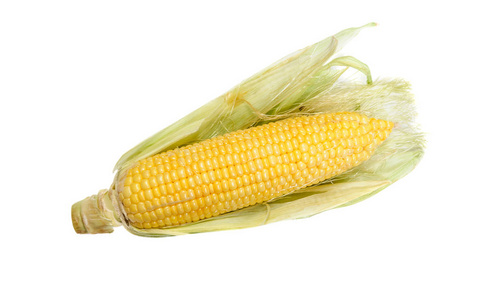 single raw ear of corn isolated 照片