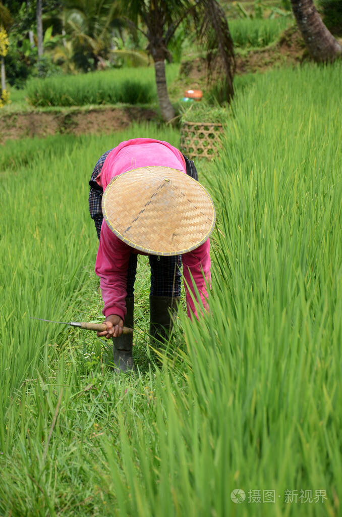 戴着传统稻帽的农民在美丽的贾提鲁工作