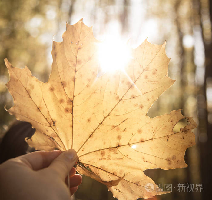女人手中的一片大的黄色秋叶