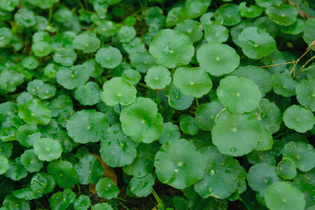 海黄瓜海参斯蒂克霍布斯日本菜活着的向白色的盘isolation隔离水破