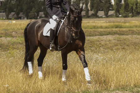 骑马者骑在马鞍上,马在草地上行走,这是构架的一部分照片