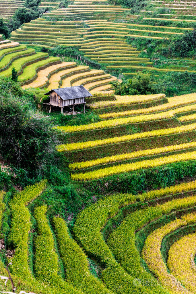 越南木仓寨地区稻田景观