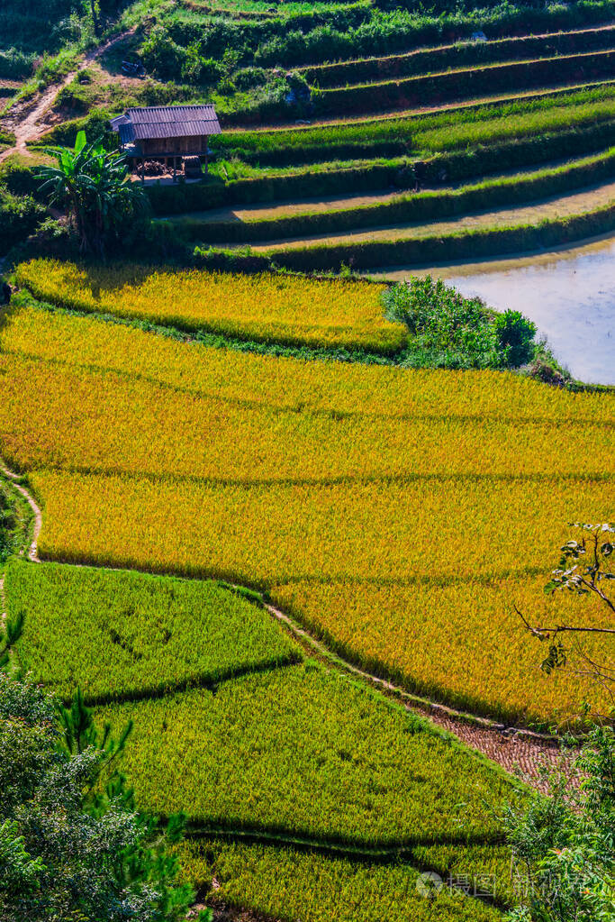 越南木仓寨地区稻田景观