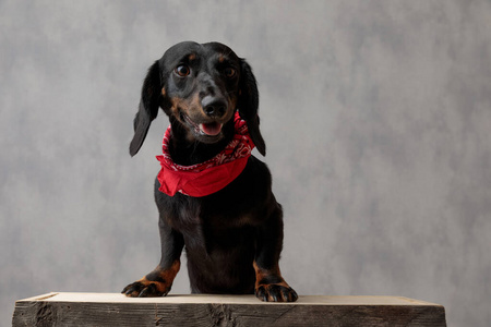 特克尔泰克狗坐在木板上,神情忧郁照片