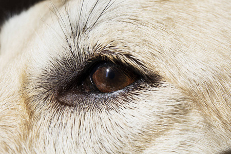 一只可爱狗眼睛的特写镜头图片