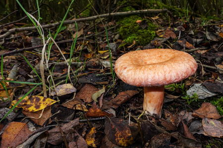 森林地面上的甜甜圈形状的蘑菇图片