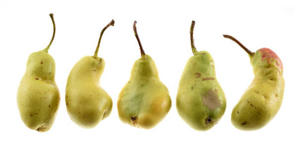 一排排畸形的绿梨照片