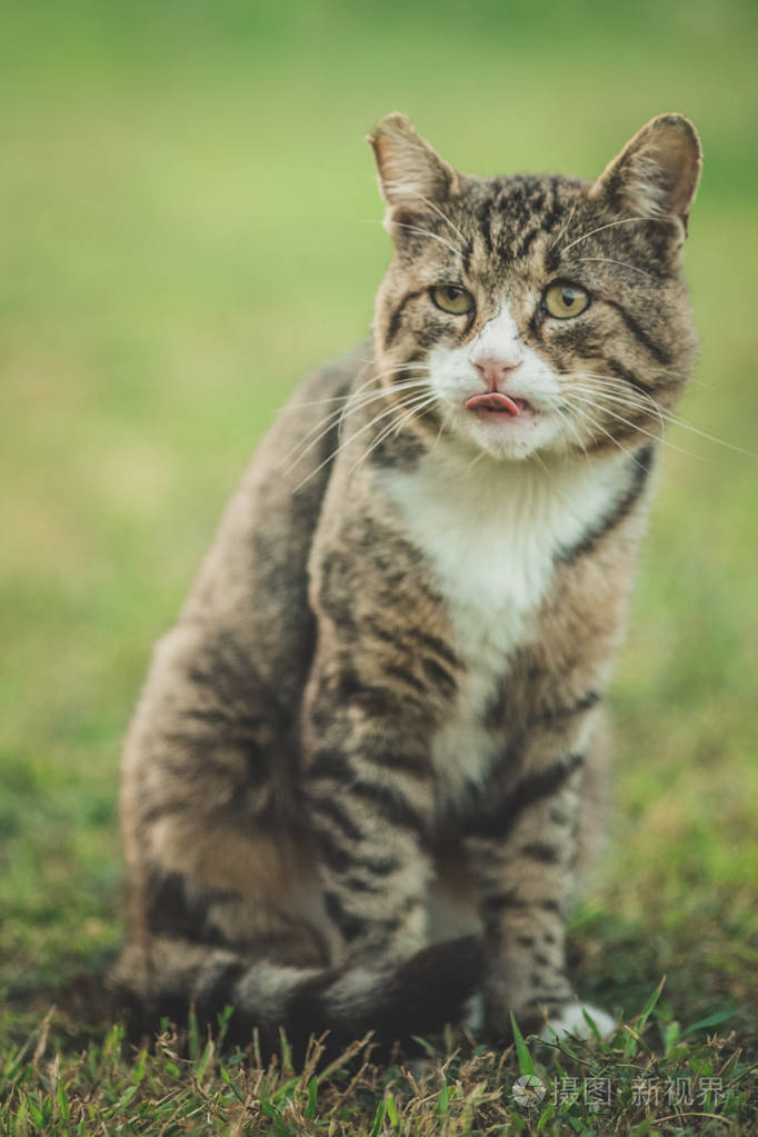 站在绿草上舔着嘴唇的彩色大老猫