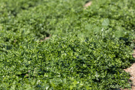 在花园的床上种植欧芹照片
