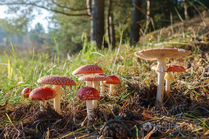 秋林中的一群红飞木耳蘑菇阳光下的鹅膏菌蘑菇