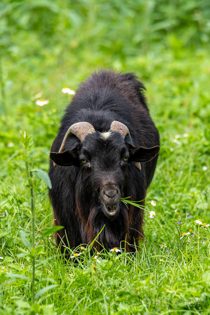 比利牛斯黑山羊在天然草地上以植物和草为食