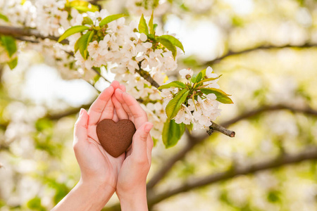 心在手.健康,爱心,器官,捐赠者,希望,心脏病学捐赠的理念.情人节贺卡.