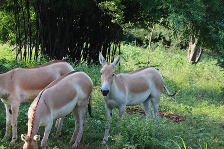 孤立在白色的驴图片