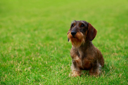 犬种丝毛腊肠图片