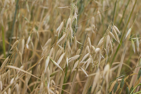 农田里燕麦的小穗图片
